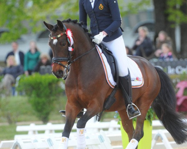 dressage horse Timberland (German Riding Pony, 2006, from Topnatrejo)