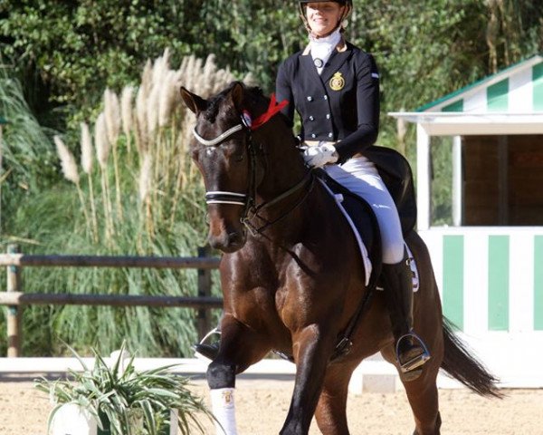 dressage horse Eldorado-A (KWPN (Royal Dutch Sporthorse), 2009, from Vivaldi)