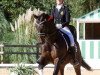 dressage horse Eldorado-A (KWPN (Royal Dutch Sporthorse), 2009, from Vivaldi)