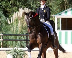 dressage horse Eldorado-A (KWPN (Royal Dutch Sporthorse), 2009, from Vivaldi)