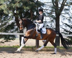 dressage horse Divario (Westphalian, 2005, from Dancing Dynamite)