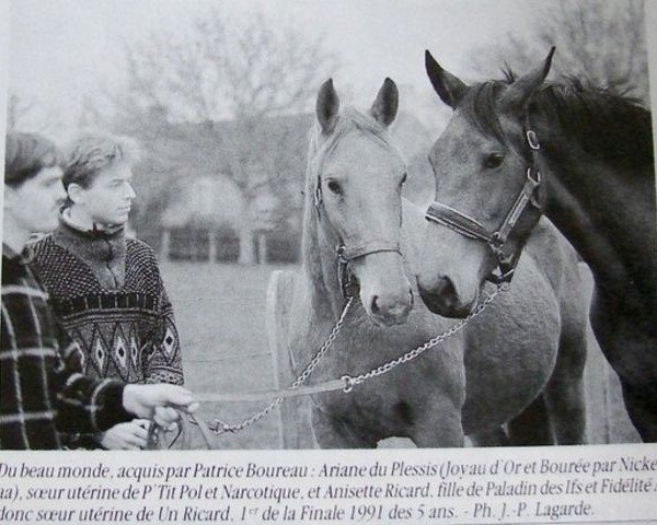 broodmare Anisette Ricard (Selle Français, 1988, from Paladin des Ifs)