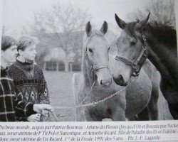 broodmare Anisette Ricard (Selle Français, 1988, from Paladin des Ifs)