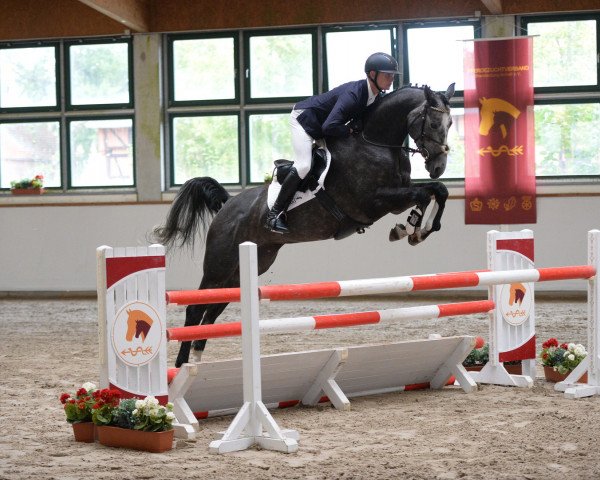 jumper Charmante 41 (Hanoverian, 2012, from Check In 2)