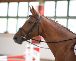 broodmare Abygail B (German Sport Horse, 2008, from Atlas Bavaria)