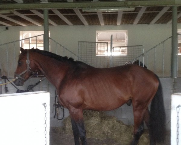 dressage horse La Boucle (Hanoverian, 2011, from Hengst von Londonderry)