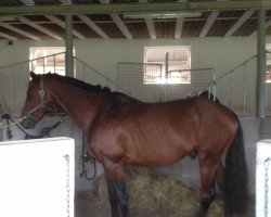 dressage horse La Boucle (Hanoverian, 2011, from Hengst von Londonderry)