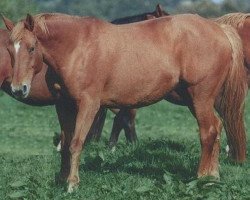 Zuchtstute Tulipe de la Lande (Selle Français, 1985, von Grand Veneur)