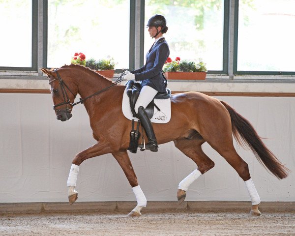 dressage horse Quatodomingo (German Sport Horse, 2010, from Quaterback)