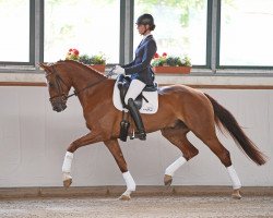 Dressurpferd Quatodomingo (Deutsches Sportpferd, 2010, von Quaterback)