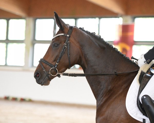 dressage horse Nuria (German Sport Horse, 2013, from E.H. Millennium)