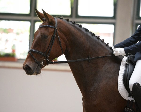 dressage horse Furioso F (German Warmblood, 2011, from Fürst Romancier)