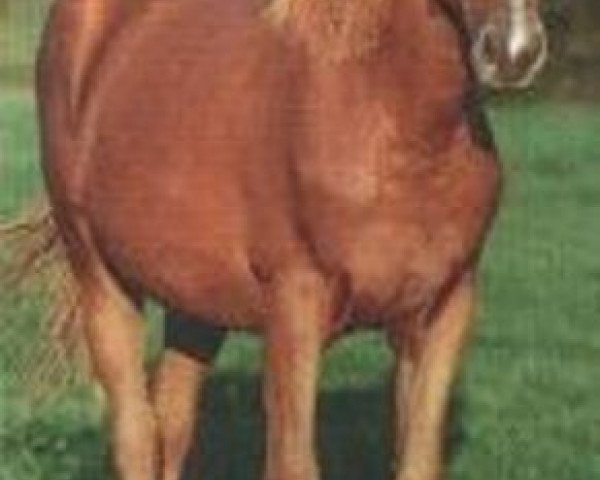 broodmare Gleam du Reverdy (Selle Français, 1994, from Quito de Baussy)