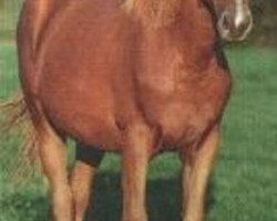 broodmare Gleam du Reverdy (Selle Français, 1994, from Quito de Baussy)