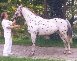 Deckhengst Rasmus af Hallundbaek (Knabstrupper, 1989, von Rasmus af Damgård)