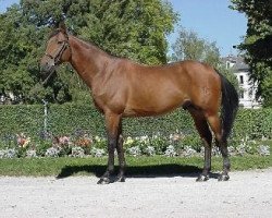 stallion Glad du Reverdy (Selle Français, 1994, from Jalisco B)