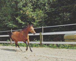 horse Phelina vom Herrenhof (German Riding Pony, 2009, from Hattrick)