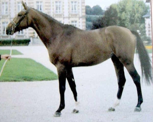 stallion Enzo du Reverdy (Selle Français, 1992, from Papillon Rouge)