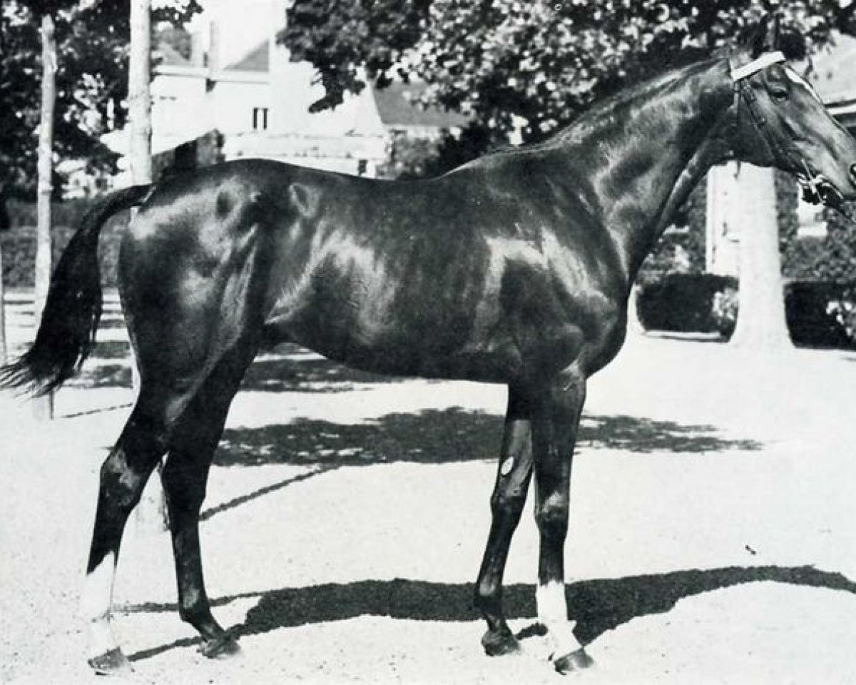 stallion Le Pontet xx (Thoroughbred, 1965, from Succes xx)