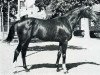 stallion Le Pontet xx (Thoroughbred, 1965, from Succes xx)