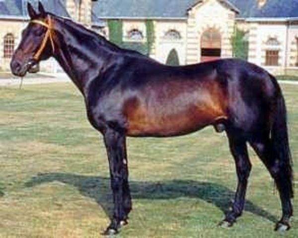 stallion Neustrien xx (Thoroughbred, 1979, from Matahawk xx)