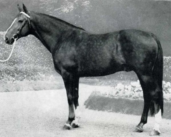 stallion Taquin (Selle Français, 1963, from Mexico)