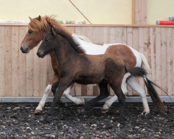 Deckhengst Horkan v. Sulzhof (Islandpferd, 2016)