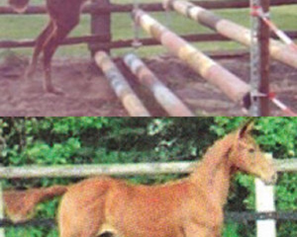 broodmare Pia Blue (Oldenburg show jumper, 2009, from Chacco-Blue)