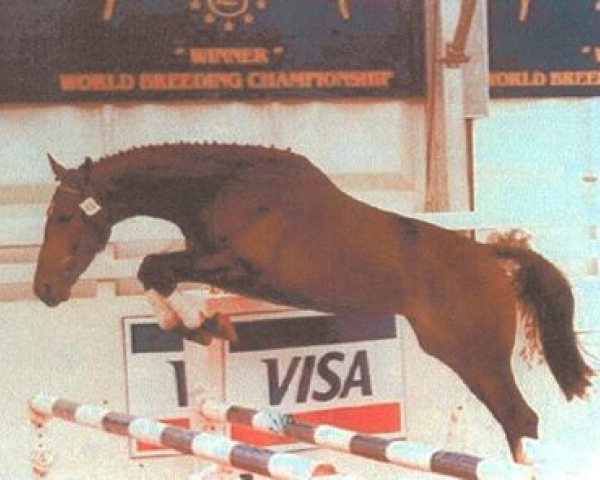 stallion Pucci (Oldenburg, 1991, from Pilot)