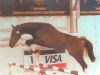 stallion Pucci (Oldenburg, 1991, from Pilot)