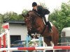 Pferd Pirus Z (Zangersheide Reitpferd, 1996, von Pucci)