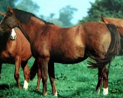 broodmare Adea (Selle Français, 1988, from Grand Veneur)