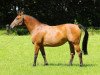 broodmare Pieruschka II (Oldenburg show jumper, 2006, from Stakkato)