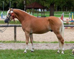 Deckhengst Sternenklar (Haflinger, 2014, von Sternwächter)