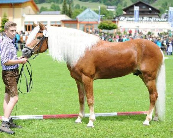 stallion 182 Aton Re (Haflinger, 1994, from 1509 Archimedes)