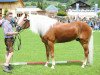 stallion 182 Aton Re (Haflinger, 1994, from 1509 Archimedes)
