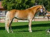 Zuchtstute Rylena van de Tolberg (Haflinger, 2007, von El.H. Notting Hill)