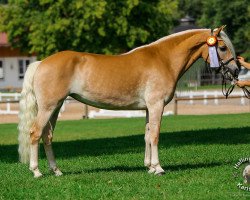 Zuchtstute Rylena van de Tolberg (Haflinger, 2007, von El.H. Notting Hill)