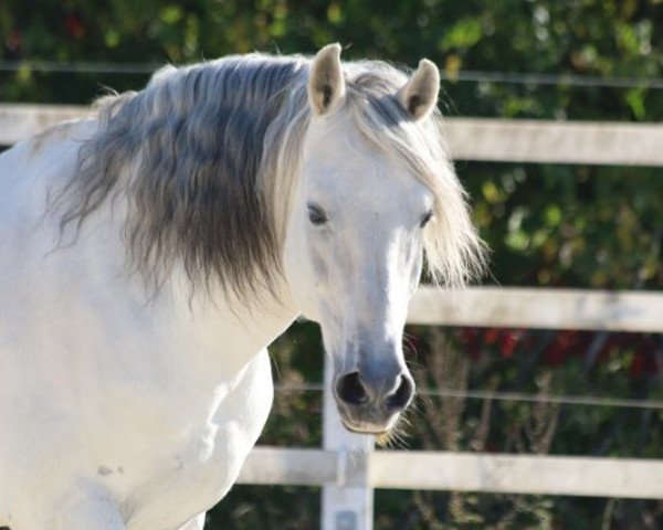 horse Donoso (Pura Raza Espanola (PRE), 2004, from Peladilla IV)