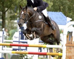 stallion Utah (KWPN (Royal Dutch Sporthorse), 2001, from Guidam)