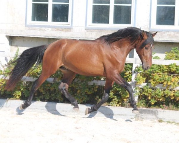 horse Hechizo XXXVII (Pura Raza Espanola (PRE), 2013, from Peladilla IV)