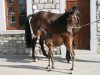 broodmare Ziggy Gp du Bois Madame (Holsteiner, 2007, from Cassus 2)