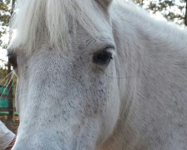 Zuchtstute Pija (Shetland Pony, 1998, von Pieter)