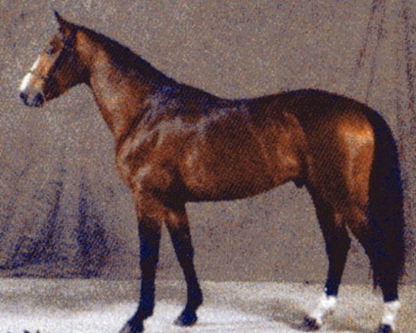 horse Rocker de Vains (Selle Français, 2005, from Allegreto)