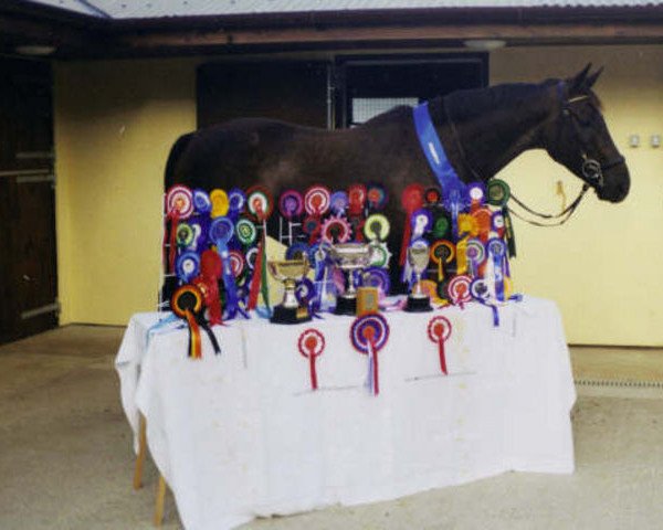 Pferd Borane III (Selle Français, 1989, von Elf III)