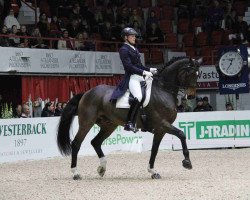 dressage horse Roble (Hanoverian, 2003, from Ravallo 115 FIN)