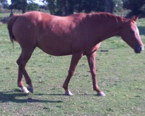 broodmare Isoline III (Selle Français, 1996, from Damoiseau d'Or)