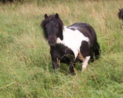 horse Oreo (Shetland Pony, 2013)