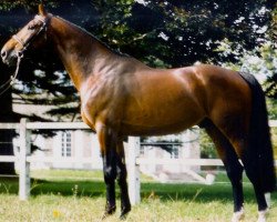 stallion Tarzan Moussure (Selle Français, 1985, from Hidalgo de Riou)