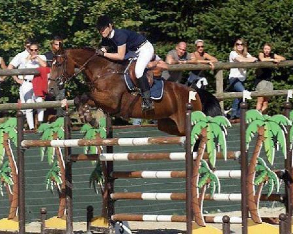 Zuchtstute Nierba de Cartigny (Selle Français, 2001, von Scherif d'Elle)